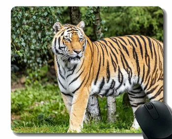 Персонализированный Коврик Для Мыши, Tiger Predator Big Cat 181256 Нескользящий Коврик Для Мыши На Резиновой Основе